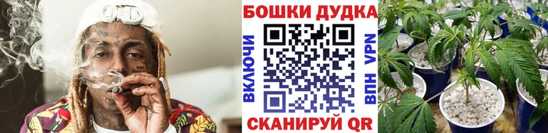 Конопля марихуана Майкоп